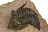 Beautiful Metacanthina Trilobite - Lghaft, Morocco #372458-1